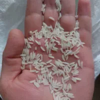 برنج طارم هاشمی (کشاورز)