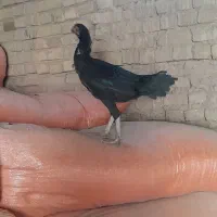 مرغ خروس لاری درجه یک تخمم میکنن