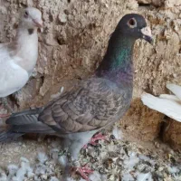 کبوتر طاووسی|پرنده|تایباد, |دیوار