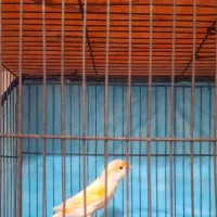 قناری نر موزاییکی|پرنده|قزوین, |دیوار