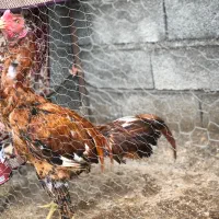 خروس لاری و مرغ لاری و برهما