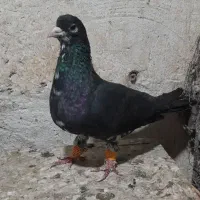 کفتر