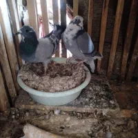 یه جفت نروماده ابلغ سبز|پرنده|زابل, |دیوار