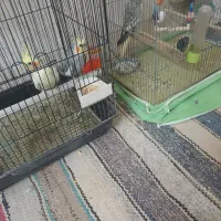 مرغ عروس|پرنده|کویرات, |دیوار