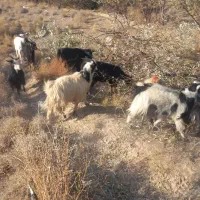 بره بزغاله بز گوسفند میش|حیوانات مزرعه|کاشان, راوند|دیوار