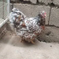 مرغ ویاندوت