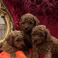 سگ پودل قهوه ی اورجینال|سگ|تهران, آسمان|دیوار