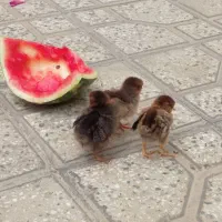 جوجه مرغ بومی دوتامرغ یه خروس به فروش رسد