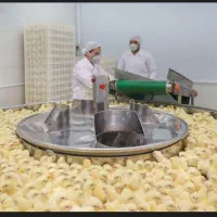 اپراتور کارخانه جوجه کشی