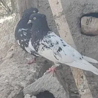 دو عدد کله سیا ماده چشم نوک سفید