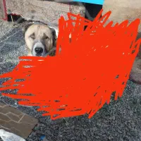 واگذاری   پیدا شده|حیوانات|مشهد, شترک|دیوار