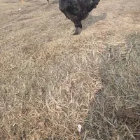 خروس مرندی|حیوانات مزرعه|نوشین شهر, |دیوار