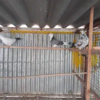 کفتر ۴۰ عدد|پرنده|تهران, میدان میوه و ترهبار مرکزی|دیوار