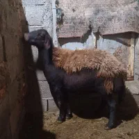 گوسفندماده جوان گوشتی|حیوانات مزرعه|تبریز, |دیوار