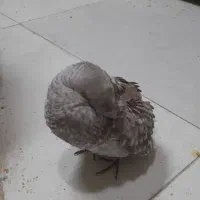 کبوتر شامی. ویک کبوتر بادکنکی|پرنده|مشهد, بهمن|دیوار