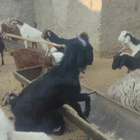 بز داشتی دورگ سانن و پاکستانی|حیوانات مزرعه|نوبندگان, |دیوار