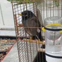 مرغ مینا سخنگو بازیگوش