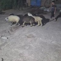 گوسفند نر گوشتی