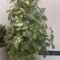 دو عدد پتوس ابلق و ساده پر قیمت دونه ای ۱۲۵۰