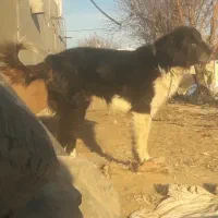 سگ چهار ساله