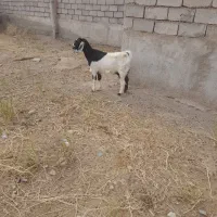 بز آبستن|حیوانات مزرعه|سبزوار, قصبه شرقی|دیوار