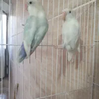 گرینچیک نرکوتوله جفت باجوجه نرماده تک باضمانت کتبی|پرنده|مشهد, عبادی|دیوار