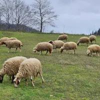 چوپان
