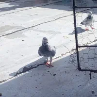 سوسکی سبز قلدر کسی خواست درخدمتم|پرنده|تربت جام, یحیی آباد|دیوار