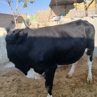 گوساله‌ سیمینتال‌ نر‌ چاق‌