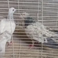 جفتگاه|پرنده|تربت‌حیدریه, ۴۵ متری|دیوار