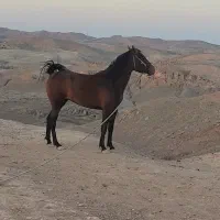 مادیان|اسب و تجهیزات اسبسواری|خرمآباد, |دیوار