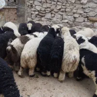 گوشت کشتار روز خورشتی و کبابی|حیوانات مزرعه|مسجد سلیمان, |دیوار