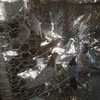 کبوتر|پرنده|یزد, |دیوار