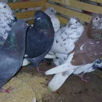 کبوتر|پرنده|مزرعه کتول, |دیوار