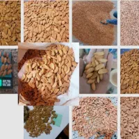 خرید فروش بادام مامای ربیعی سنگی به قیمت تجاری