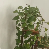 گل  آپارتمانی و گلدان|گل و گیاه طبیعی|جم, |دیوار