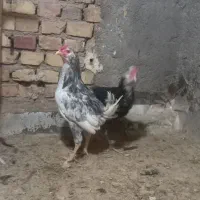 خروس گلین ومرغ جیرفتی