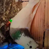 طوقی به شرط|پرنده|سبزوار, توحیدشهر|دیوار