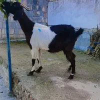 بز جوان.کمر پر
