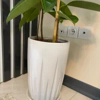 گل فیکوس|گل و گیاه طبیعی|تهران, خاوران|دیوار