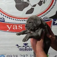 توله اصیل کنکورسو ایتالیانو|سگ|تهران, زعفرانیه|دیوار