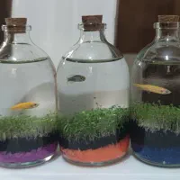 تنگ تراریوم قیمت عمده