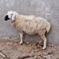یک‌گوسفندآبست‌دوقلوزا
