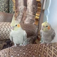 عروس هلندی|پرنده|اشتهارد, |دیوار