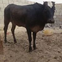 گوساله|حیوانات مزرعه|زالیان, |دیوار