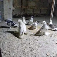 7عدد کبوتر نقشی بسیار زیبا|پرنده|اصفهان, باتون|دیوار