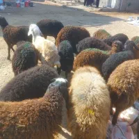 بره نر سبک سنگین وزن ۳۰ تا ۳۵ کیلو|حیوانات مزرعه|قزوین, |دیوار