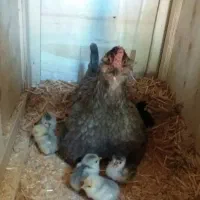 مرغ وخروس جوجه تخمه مرغ نطفه دار