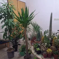 فروش خانگی انواع گل های آپارتمانی|گل و گیاه طبیعی|بیرجند, |دیوار