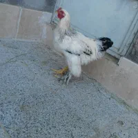 خروس برهما لایت